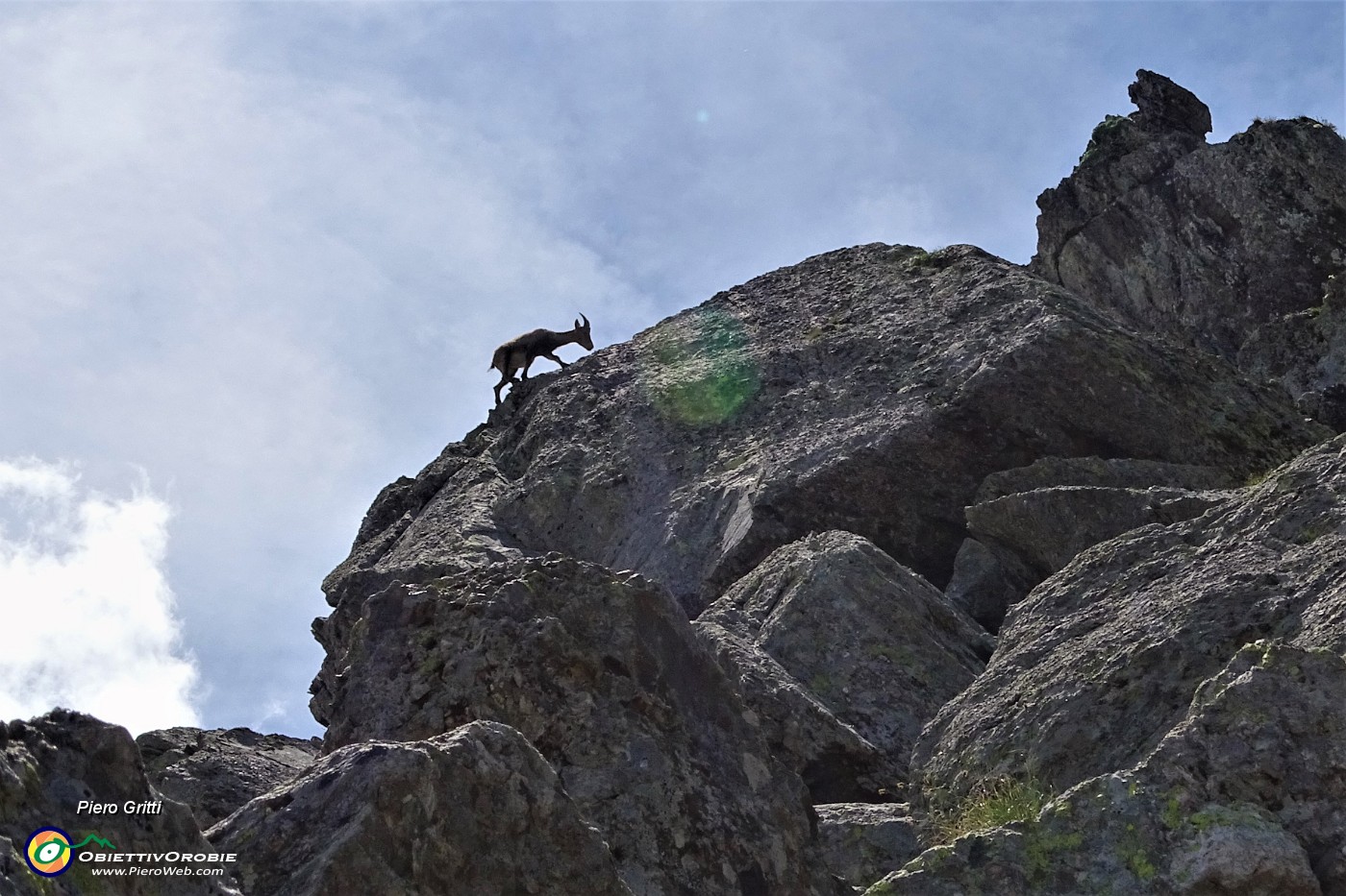 51 Sentinelle rampanti sulle rocce del Pizzo Paradiso.JPG